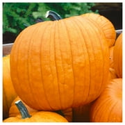 Everwilde Farms - 1 lb Howdens Field Pumpkin Pumpkin Seeds - Gold Vault Bulk Seed Packet