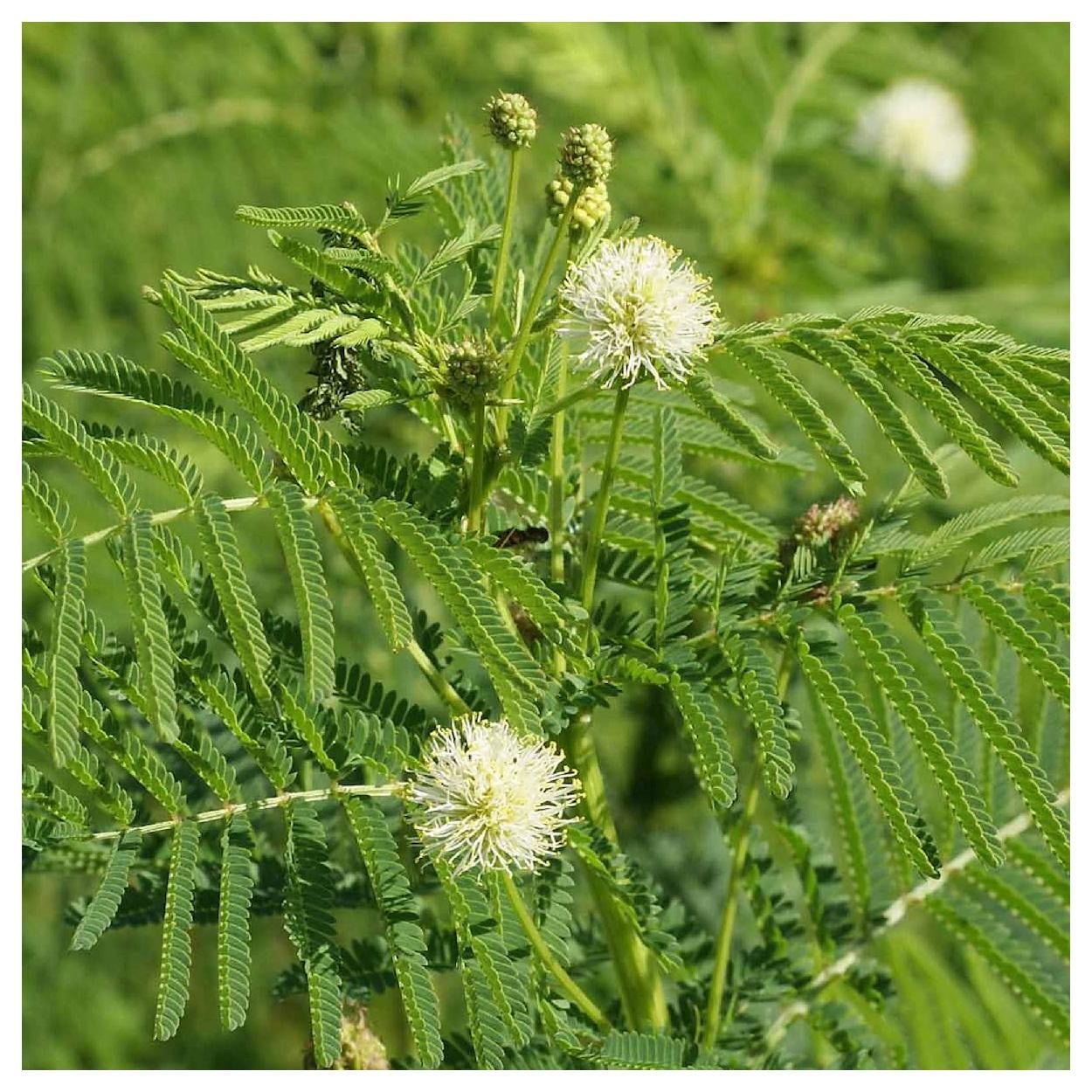 Everwilde Farms - 1 lb Illinois Bundleflower Native Wildflower Seeds - Gold Vault Bulk Seed Packet
