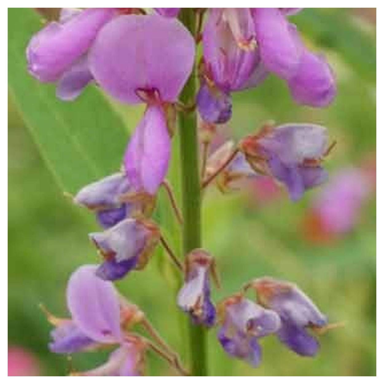 Everwilde Farms - 1 lb Illinois Tick Trefoil Native Wildflower Seeds - Gold Vault Bulk Seed Packet