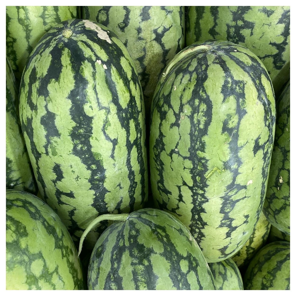 Everwilde Farms - 1 lb Jubilee Watermelon Seeds - Gold Vault Bulk Seed Packet