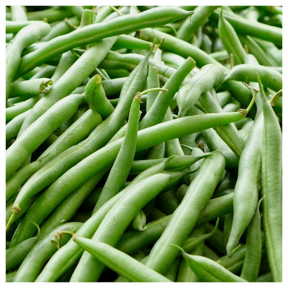 Everwilde Farms - 1 lb Kentucky Blue Pole Bean Seeds - Gold Vault Bulk Seed Packet