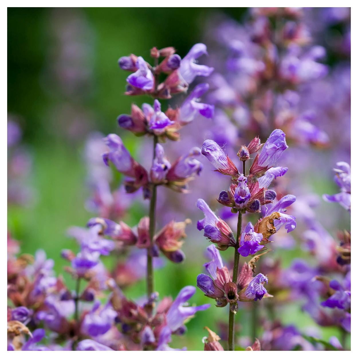 Everwilde Farms - 1 lb Kitchen Sage Garden Flower Seeds - Gold Vault Bulk Seed Packet
