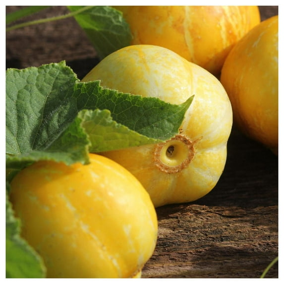 Everwilde Farms - 1 lb Lemon Cucumber Seeds - Gold Vault Bulk Seed Packet