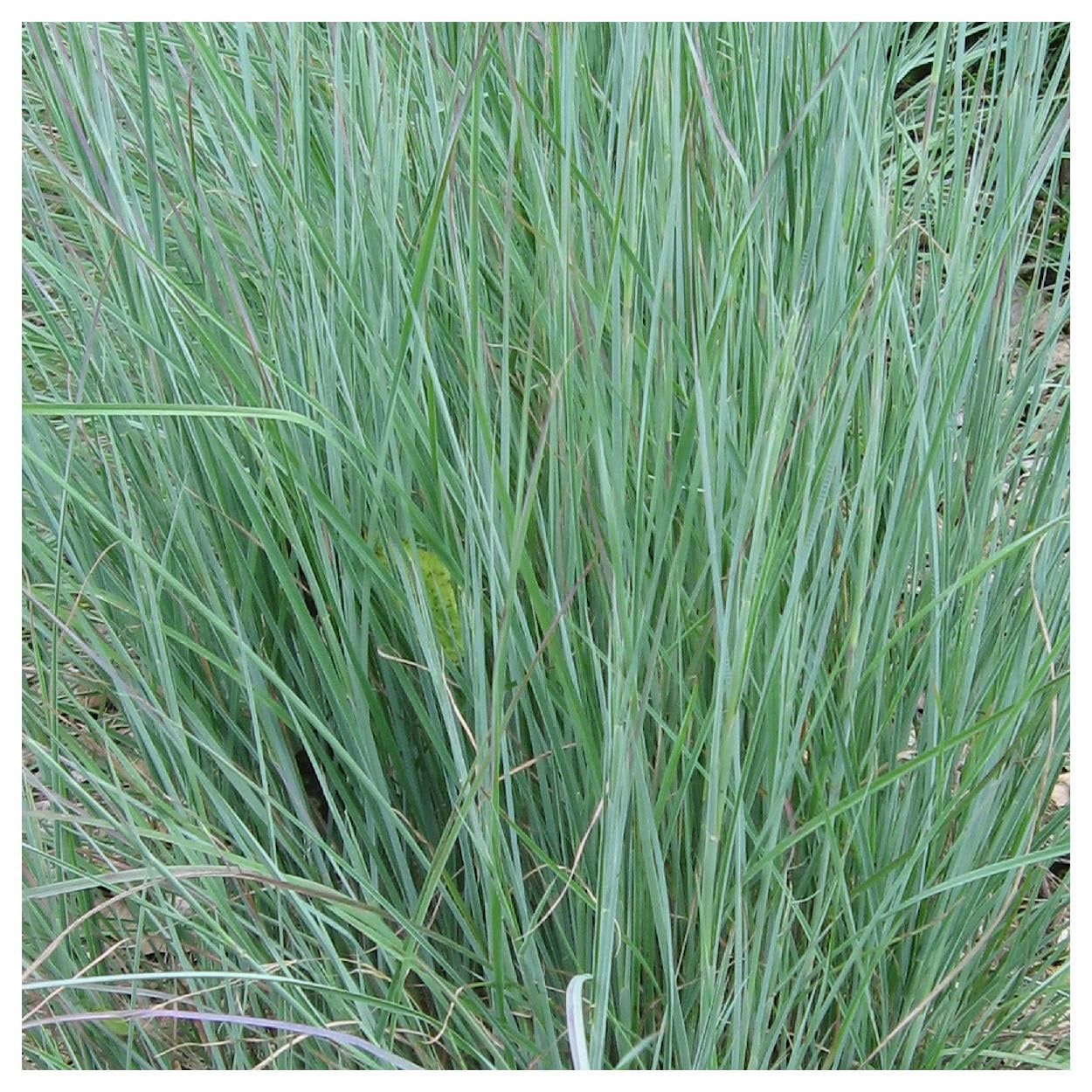 Everwilde Farms - 1 lb Little Bluestem Native Grass Seeds - Gold Vault Bulk Seed Packet