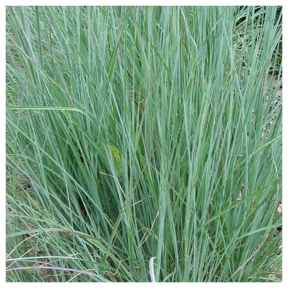Everwilde Farms - 1 lb Little Bluestem Native Grass Seeds - Gold Vault Bulk Seed Packet