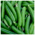 thumbnail image 1 of Everwilde Farms - 1 lb Little Marvel Garden Pea Seeds - Gold Vault Bulk Seed Packet, 1 of 3