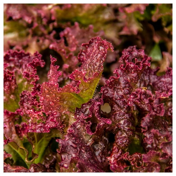 Everwilde Farms - 1 lb Lolla Rosso Darky Leaf Lettuce Seeds - Gold Vault Bulk Seed Packet