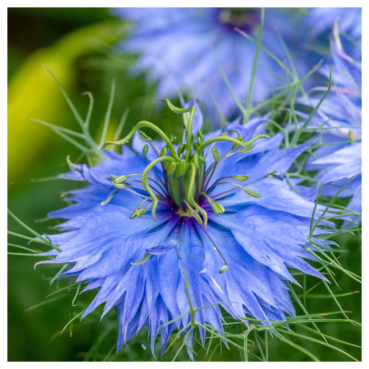 Everwilde Farms - 1 lb Love In A Mist Garden Flower Seeds - Gold Vault Bulk Seed Packet