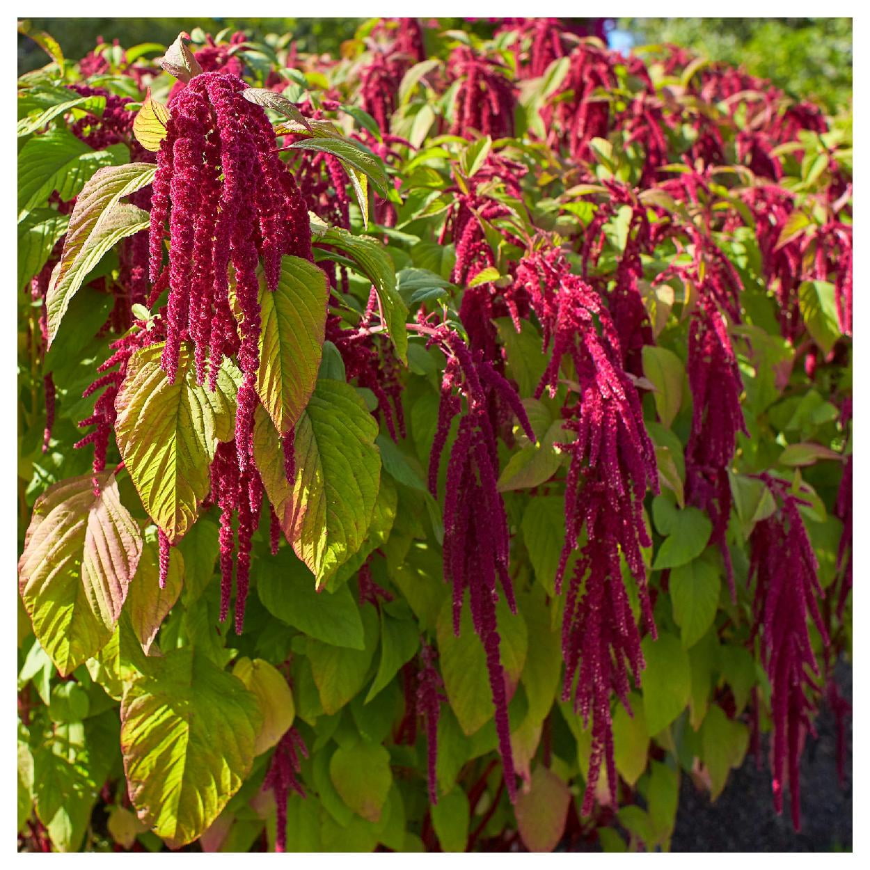 Everwilde Farms - 1 lb Love Lies Bleeding Garden Flower Seeds - Gold Vault Bulk Seed Packet