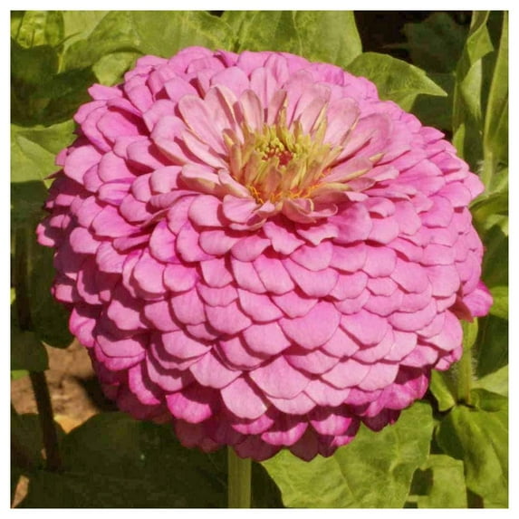 Everwilde Farms - 1 lb Luminosa Zinnia Garden Flower Seeds - Gold Vault Bulk Seed Packet