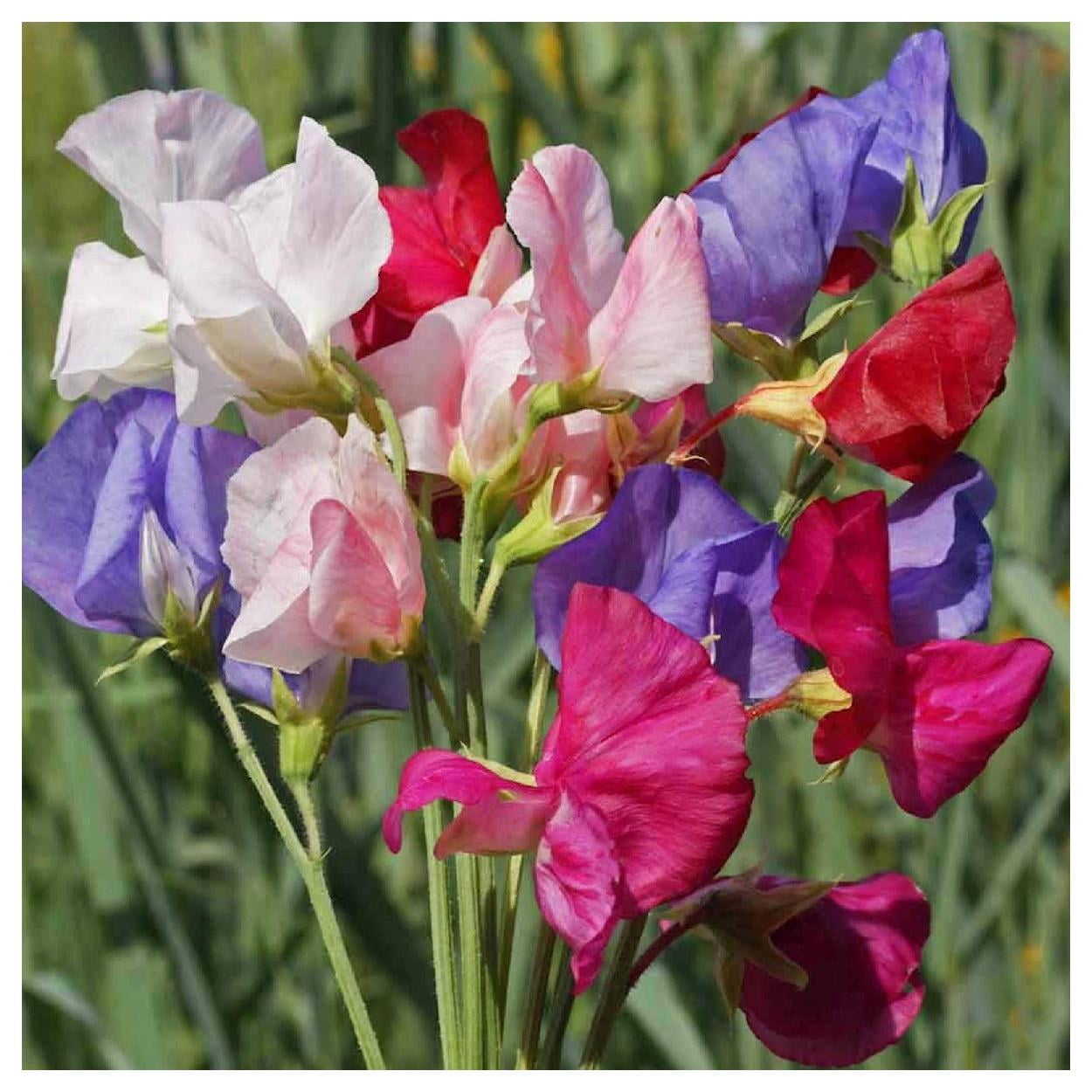 Everwilde Farms - 1 lb Mammoth Mixed Sweet Pea Garden Flower Seeds - Gold Vault Bulk Seed Packet