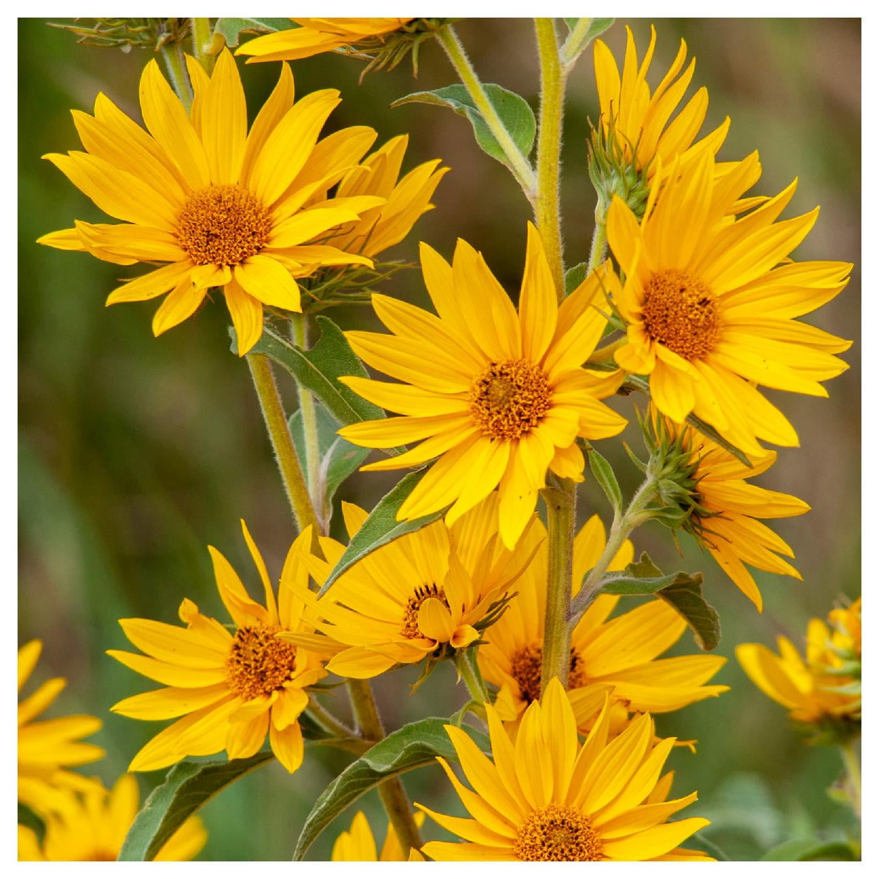 Everwilde Farms - 1 lb Maximilian Sunflower Native Wildflower Seeds - Gold Vault Bulk Seed Packet