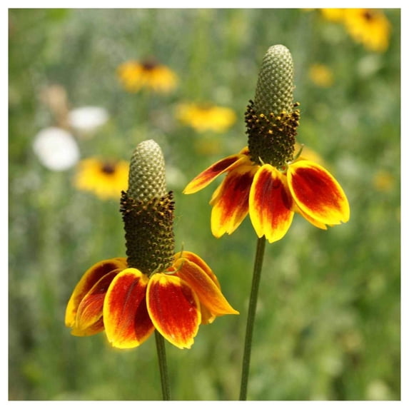 Everwilde Farms - 1 lb Mexican Hat Native Wildflower Seeds - Gold Vault Bulk Seed Packet
