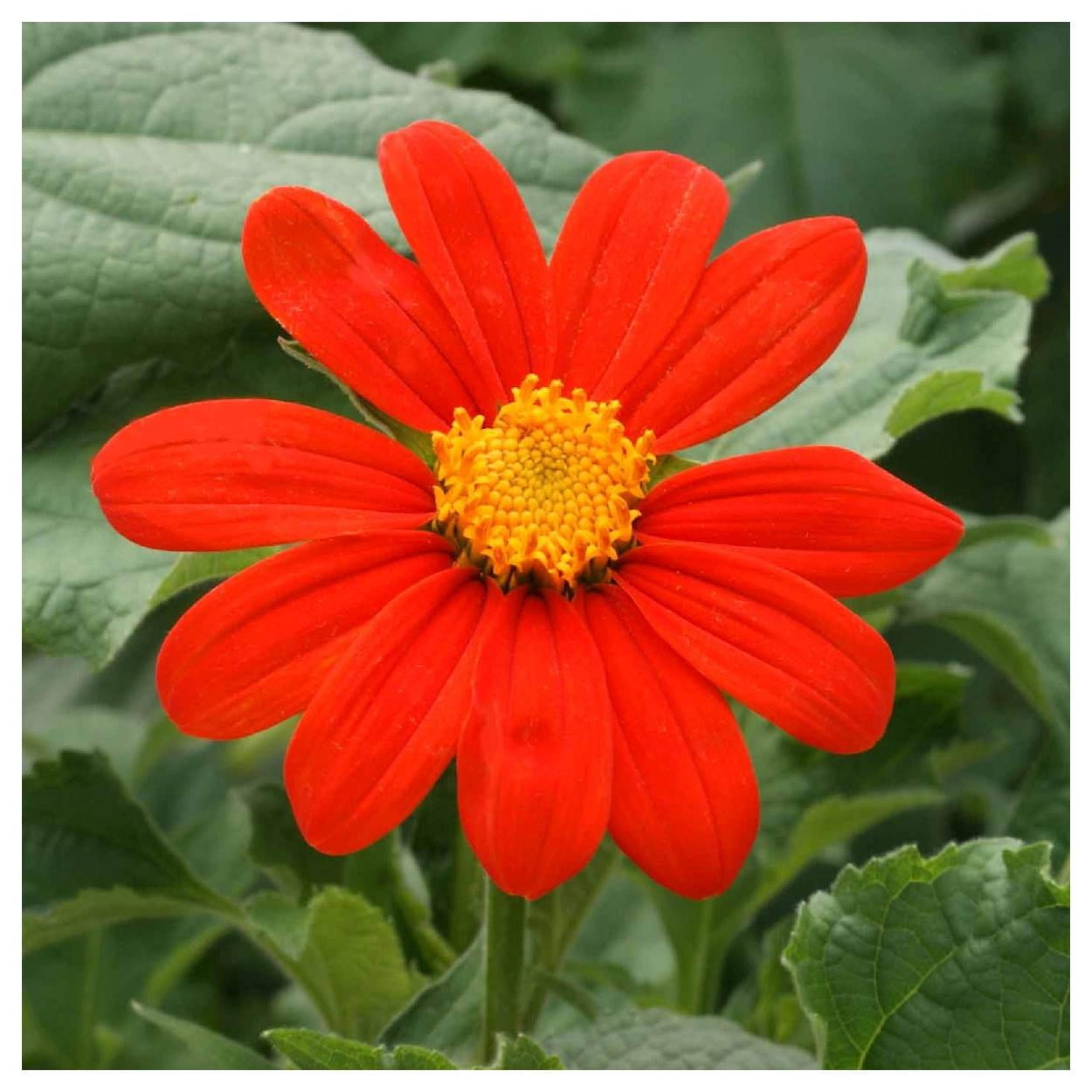 Everwilde Farms - 1 lb Mexican Sunflower Garden Flower Seeds - Gold Vault Bulk Seed Packet