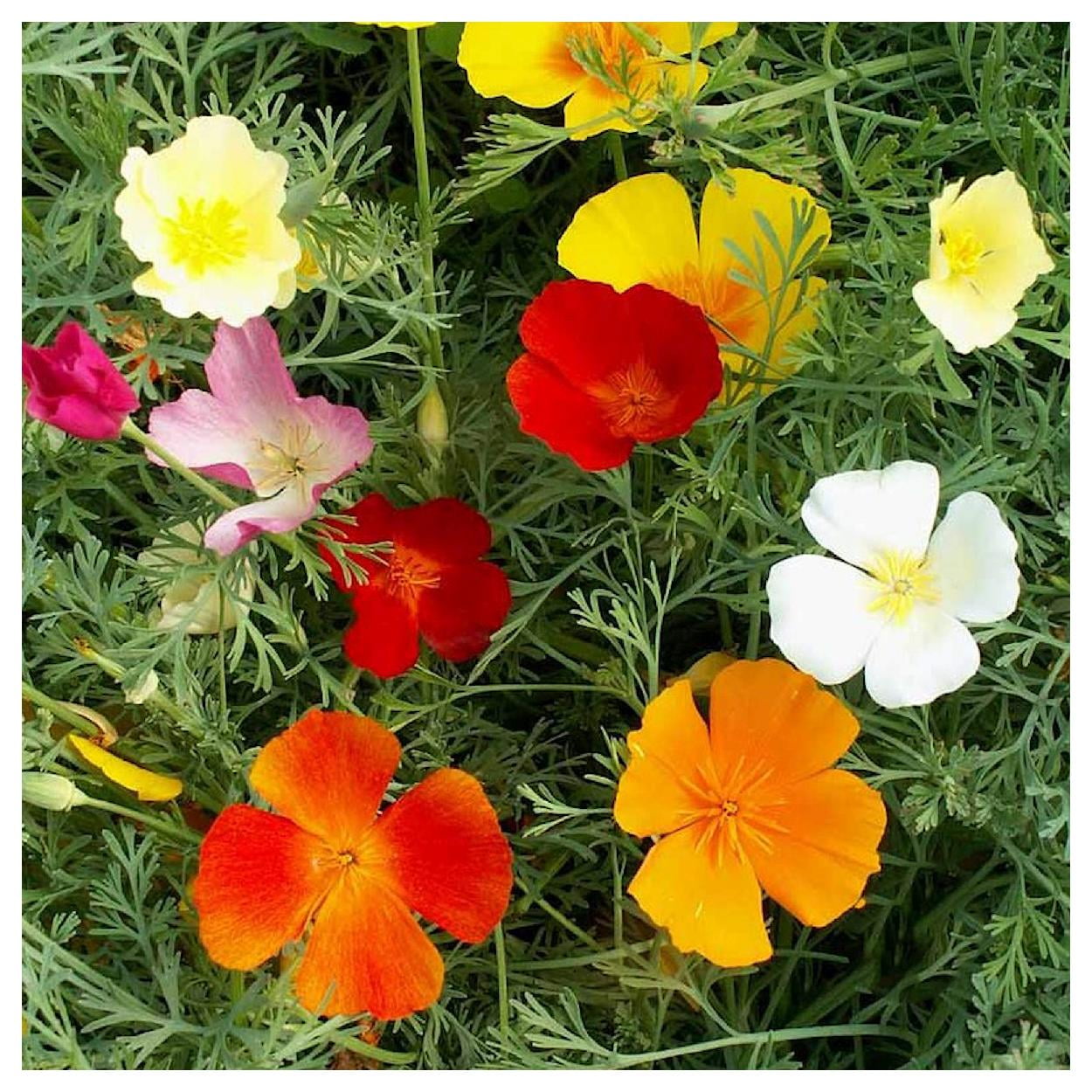 Everwilde Farms - 1 lb Mixed California Poppy Garden Flower Seeds - Gold Vault Bulk Seed Packet