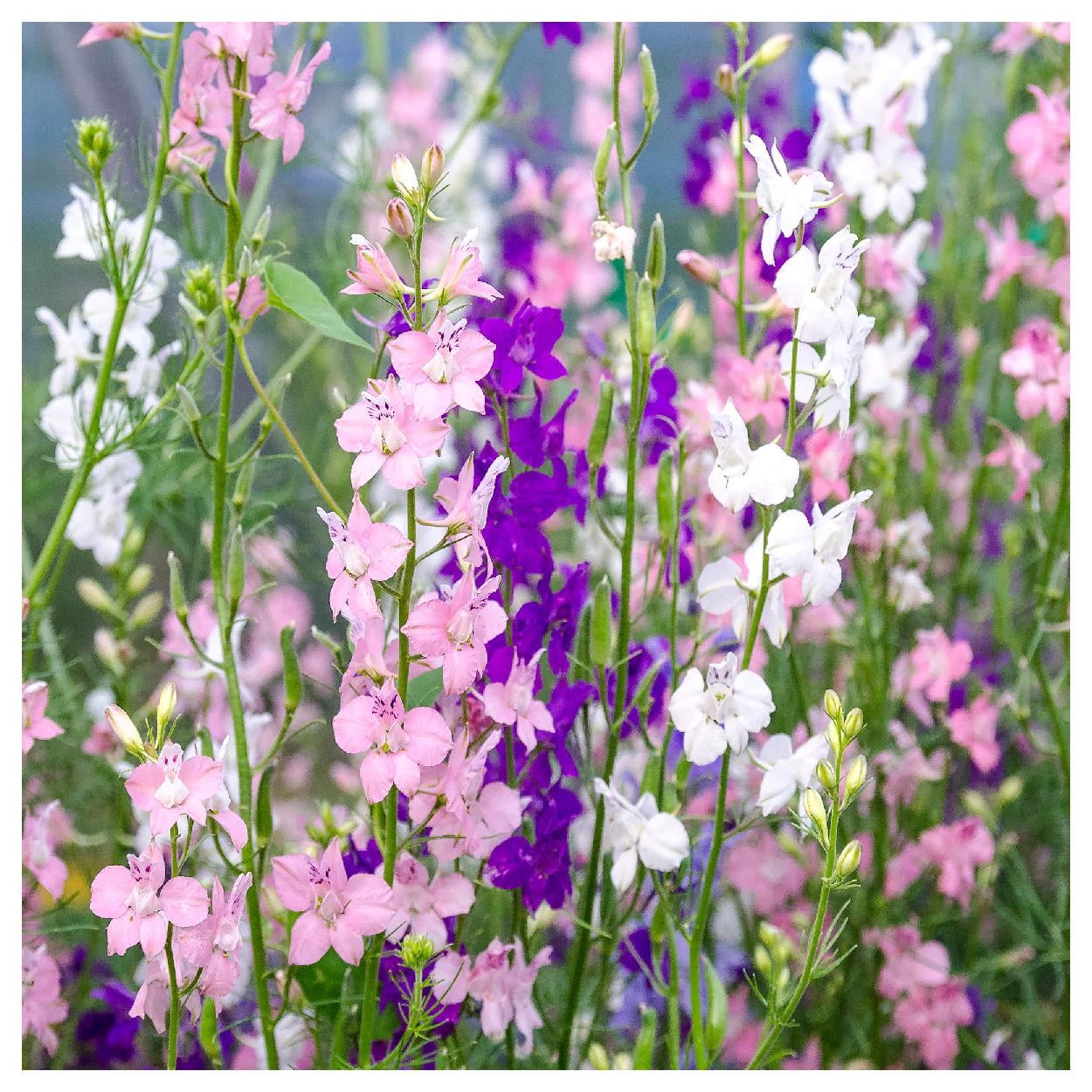 Everwilde Farms - 1 lb Mixed Rocket Larkspur Garden Flower Seeds - Gold Vault Bulk Seed Packet
