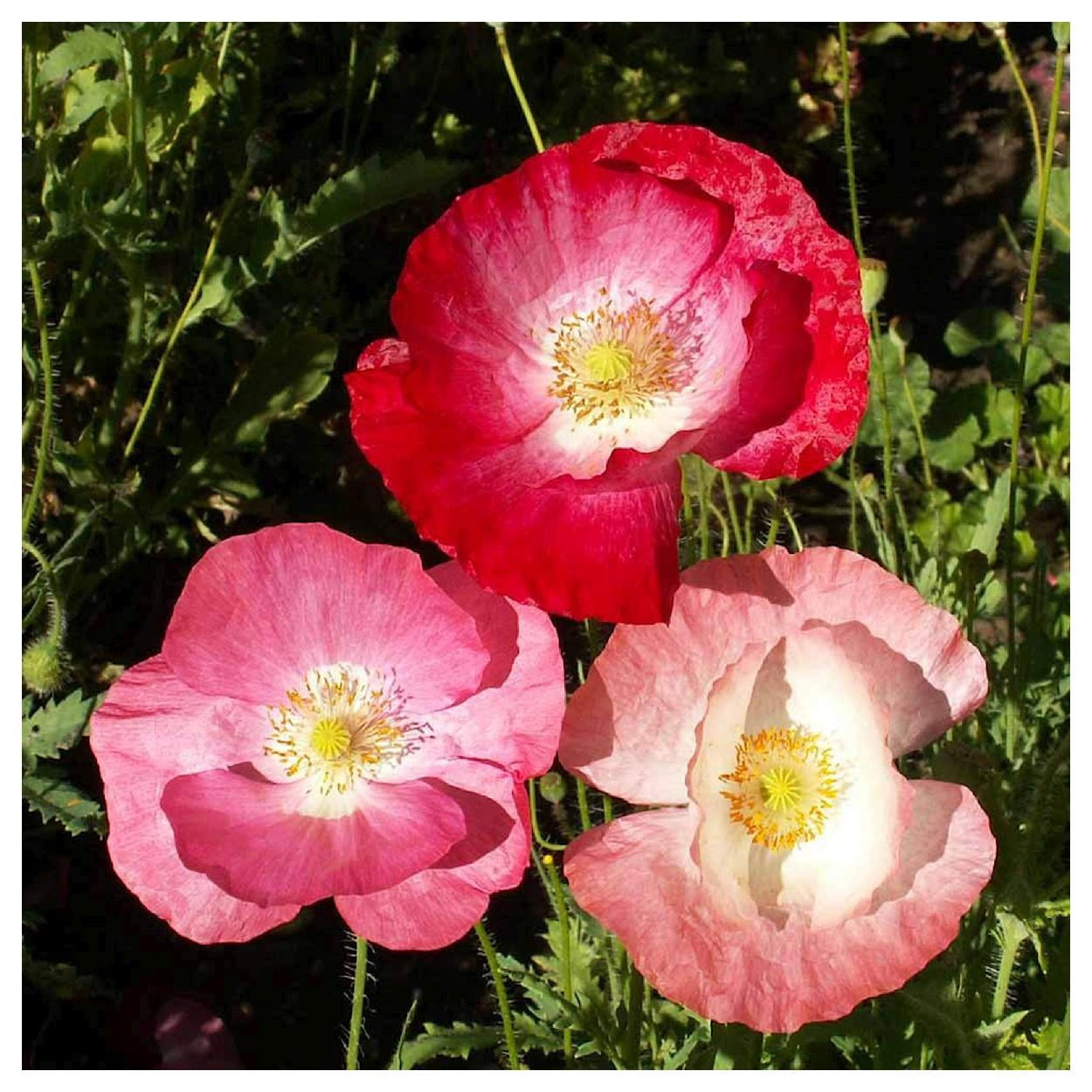 Everwilde Farms - 1 lb Mixed Single Poppy Garden Flower Seeds - Gold Vault Bulk Seed Packet
