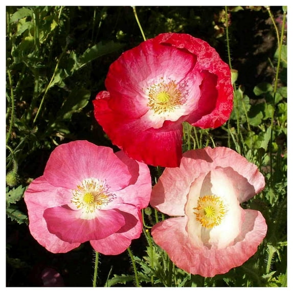 Everwilde Farms - 1 lb Mixed Single Poppy Garden Flower Seeds - Gold Vault Bulk Seed Packet
