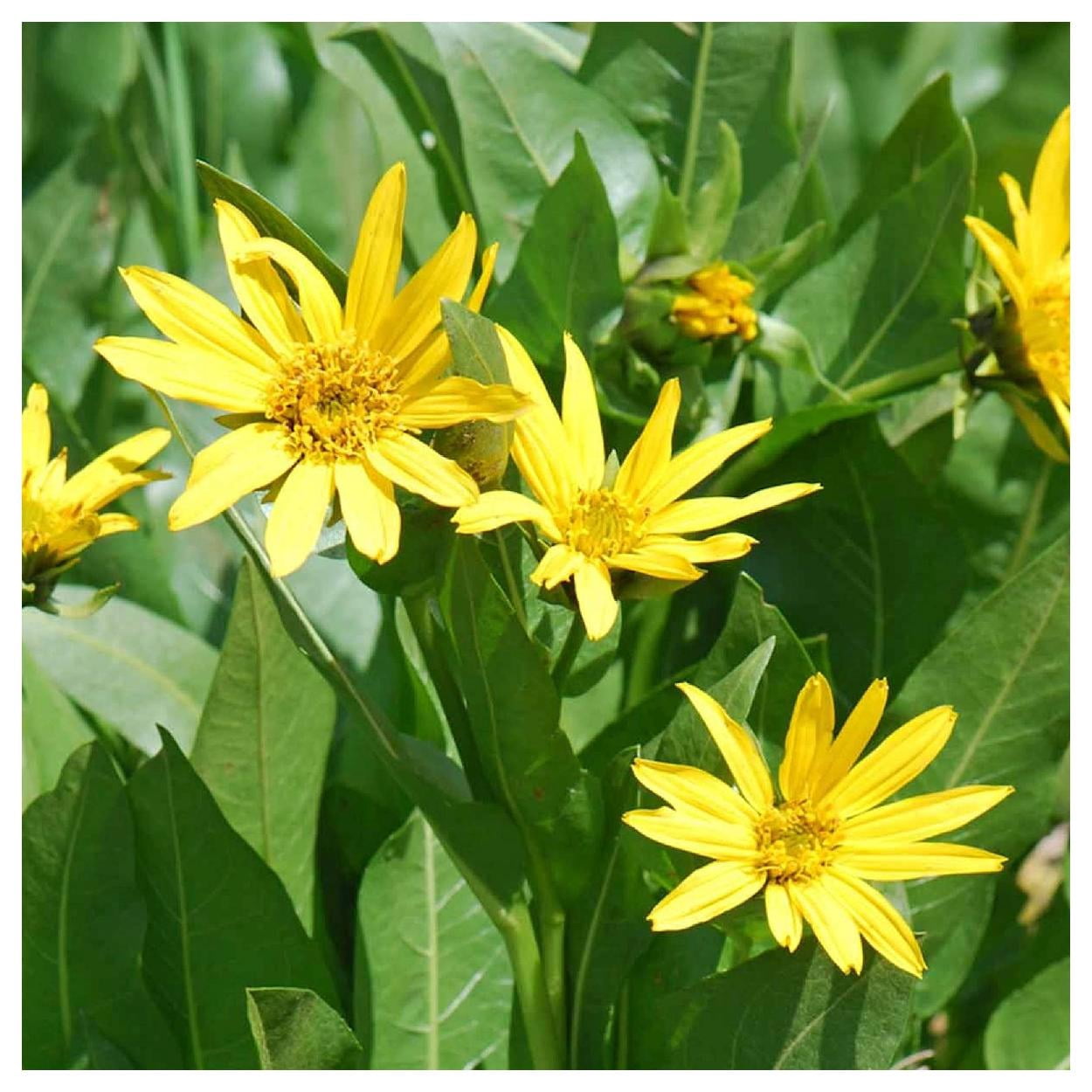 Everwilde Farms - 1 lb Mules Ears Native Wildflower Seeds - Gold Vault Bulk Seed Packet