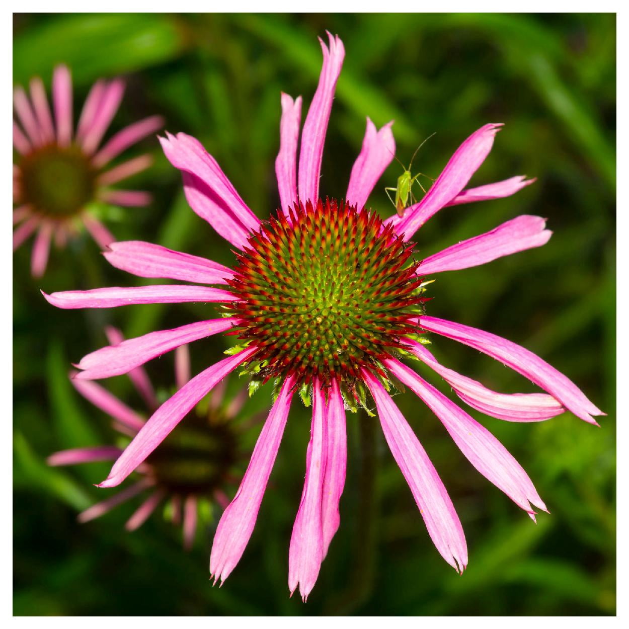 Everwilde Farms - 1 lb Narrow Leaf Purple Coneflower Native Wildflower Seeds - Gold Vault Bulk Seed Packet