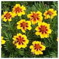 thumbnail image 1 of Everwilde Farms - 1 lb Naughty Marietta French Marigold Garden Flower Seeds - Gold Vault Bulk Seed Packet, 1 of 4