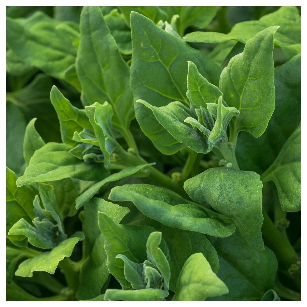 Everwilde Farms - 1 lb New Zealand Spinach Seeds - Gold Vault Bulk Seed Packet