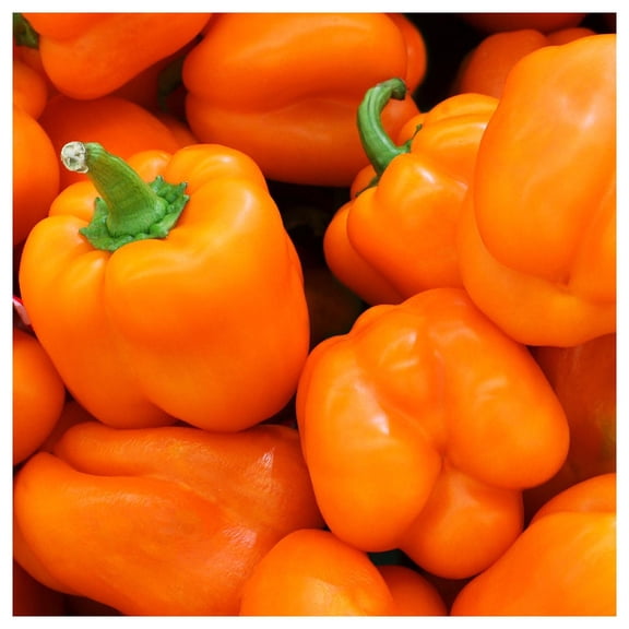 Everwilde Farms - 1 lb Orange Sun Sweet Pepper Seeds - Gold Vault Bulk Seed Packet