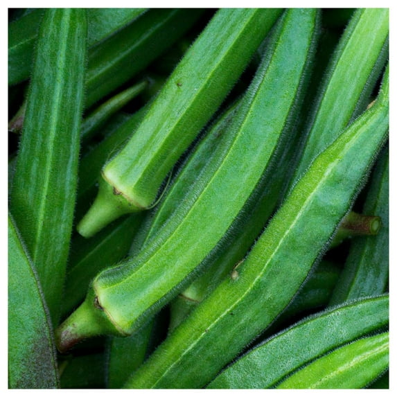 Everwilde Farms - 1 lb Organic Cowhorn Okra Seeds - Gold Vault Bulk Seed Packet