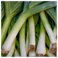 thumbnail image 1 of Everwilde Farms - 1 lb Organic Giant Musselburg Leek Seeds - Gold Vault Bulk Seed Packet, 1 of 3