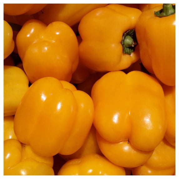 Everwilde Farms - 1 lb Organic Golden California Wonder Sweet Pepper Seeds - Gold Vault Bulk Seed Packet