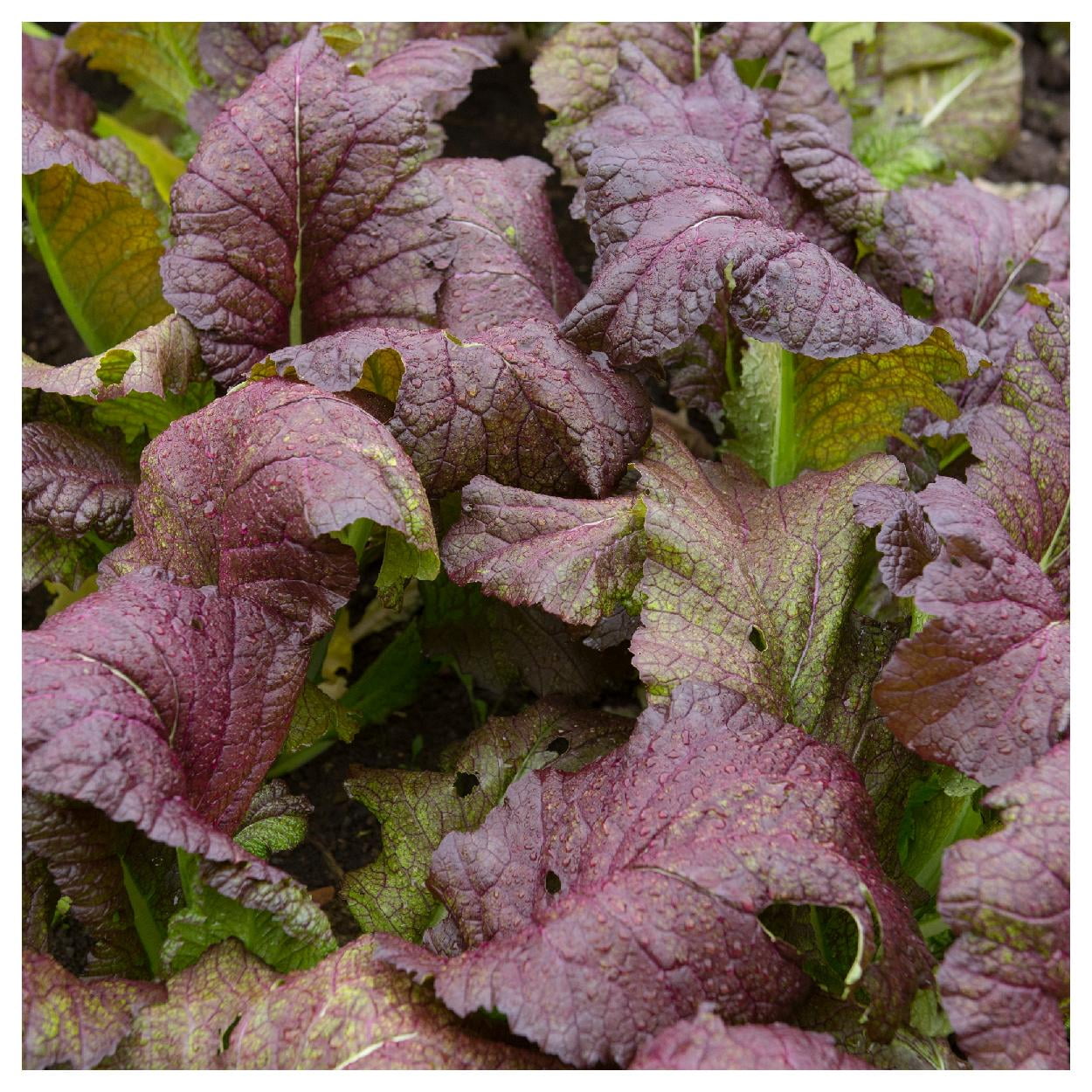 Everwilde Farms - 1 lb Organic Red Giant Mustard Seeds - Gold Vault Bulk Seed Packet
