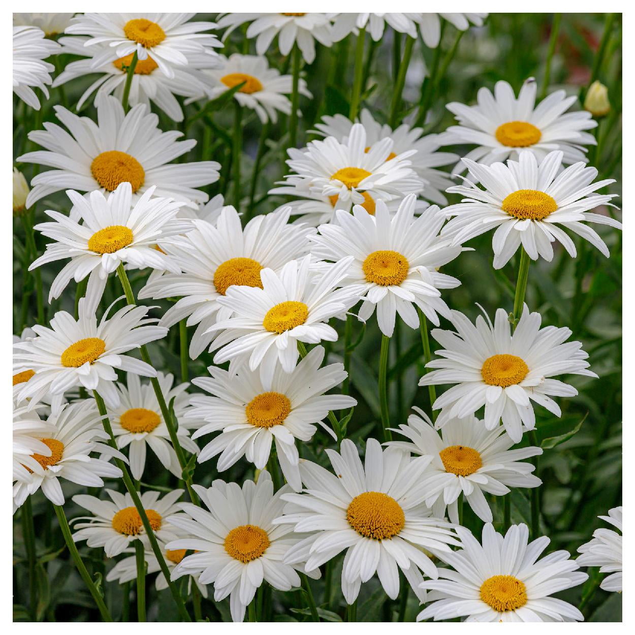 Everwilde Farms - 1 lb Ox Eye Daisy Garden Flower Seeds - Gold Vault Bulk Seed Packet