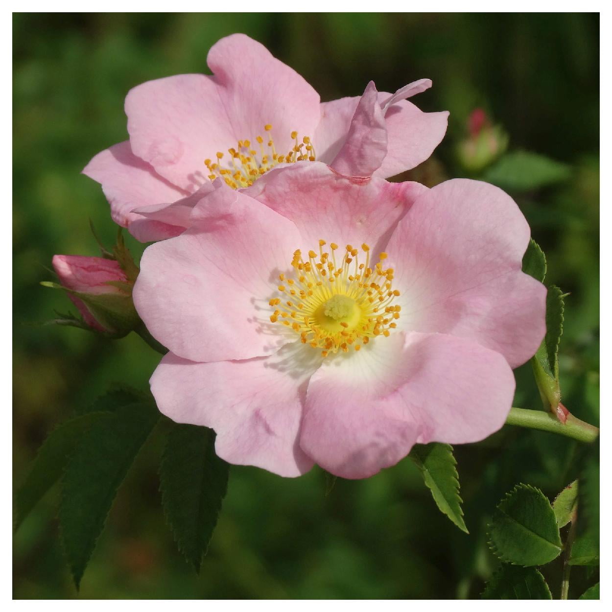 Everwilde Farms - 1 lb Pasture Rose Native Wildflower Seeds - Gold Vault Bulk Seed Packet
