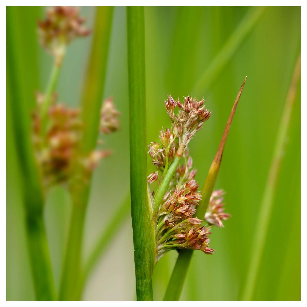 Everwilde Farms - 1 lb Path Rush Native Grass Seeds - Gold Vault Bulk Seed Packet