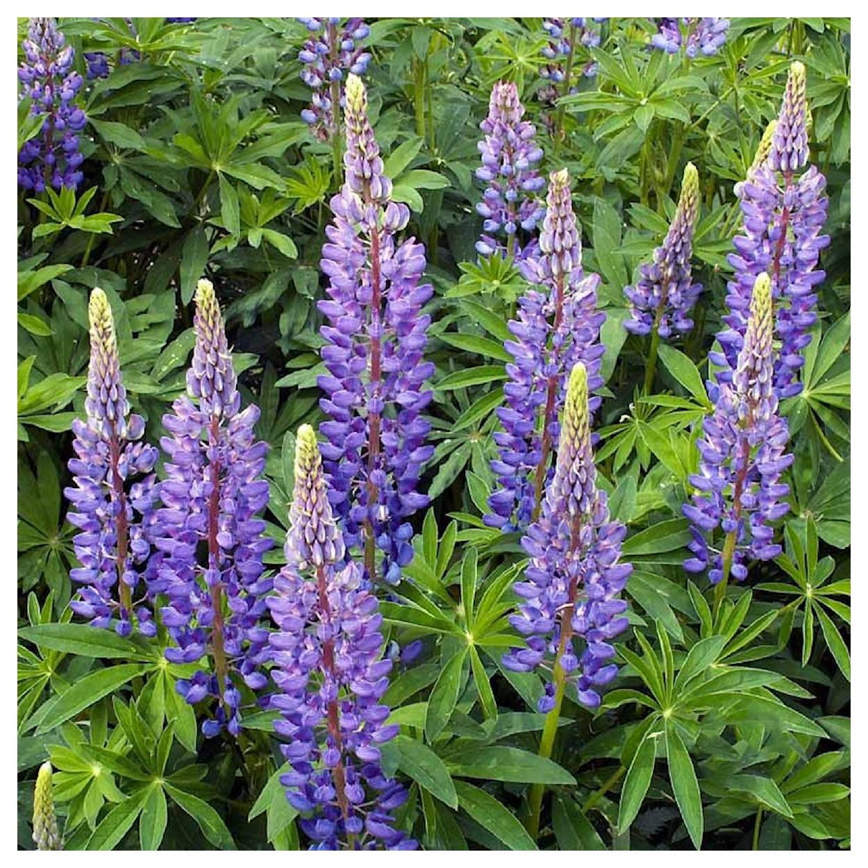 Everwilde Farms - 1 lb Perennial Lupine Garden Flower Seeds - Gold Vault Bulk Seed Packet