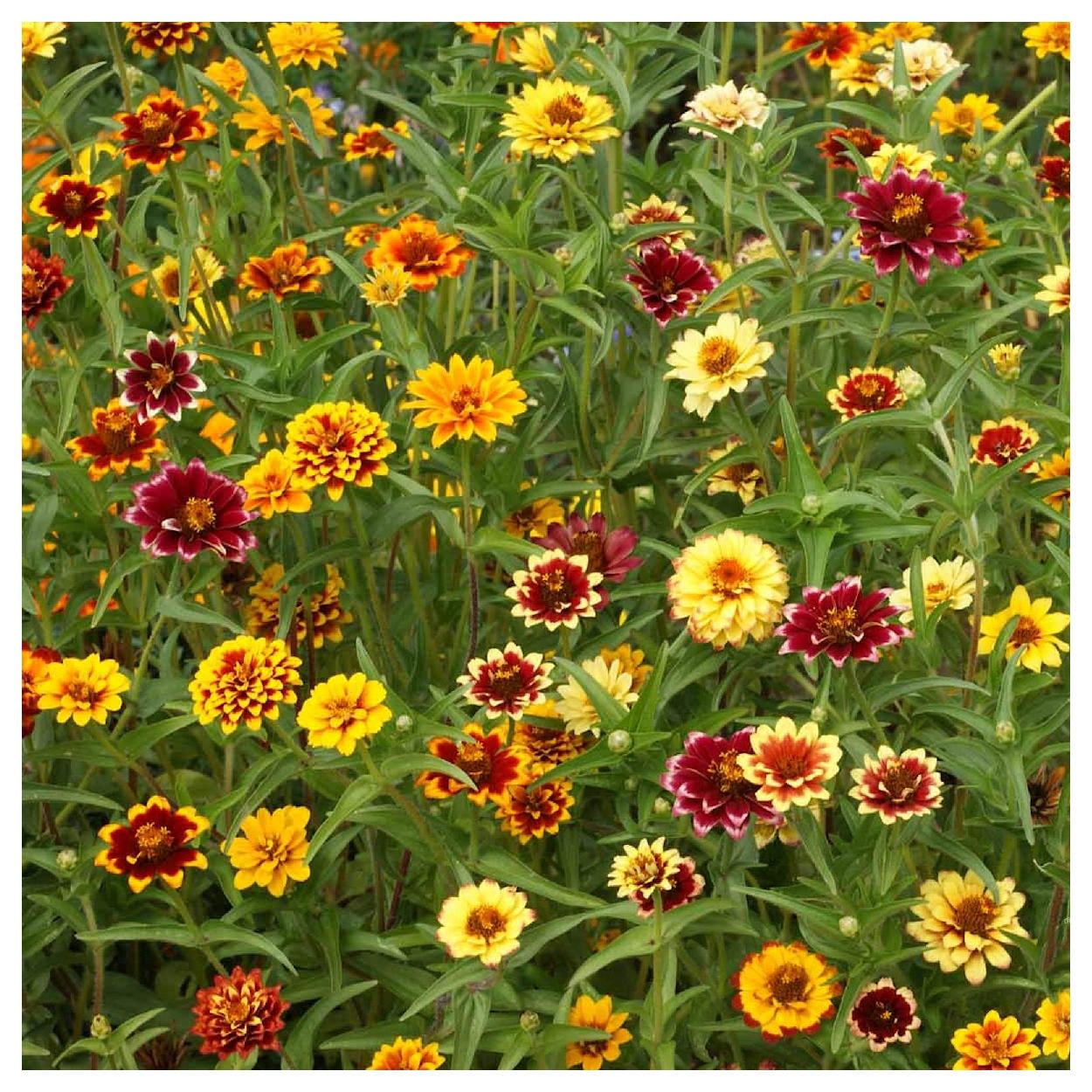 Everwilde Farms - 1 lb Persian Carpet Zinnia Garden Flower Seeds - Gold Vault Bulk Seed Packet