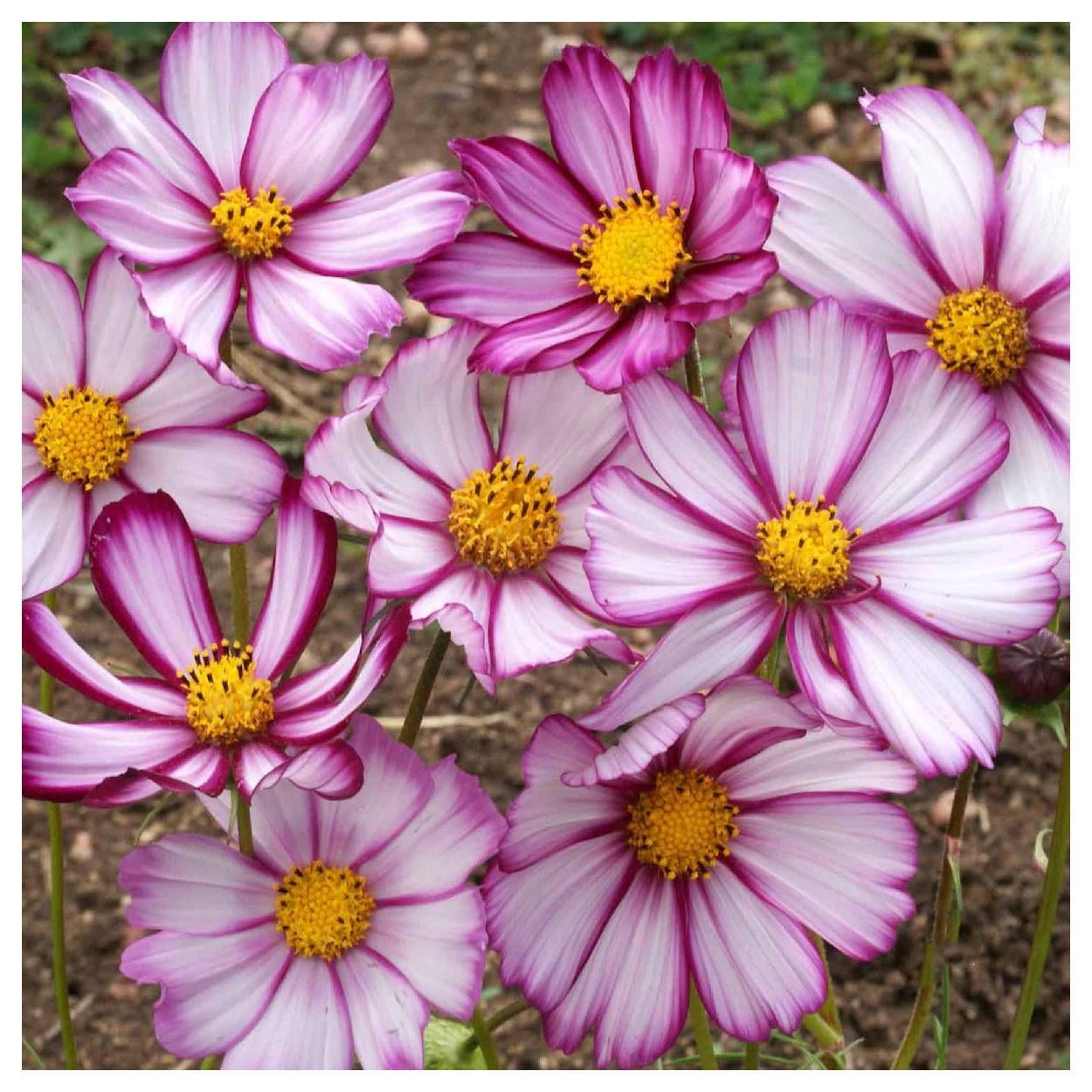 Everwilde Farms - 1 lb Picotee Cosmos Garden Flower Seeds - Gold Vault Bulk Seed Packet