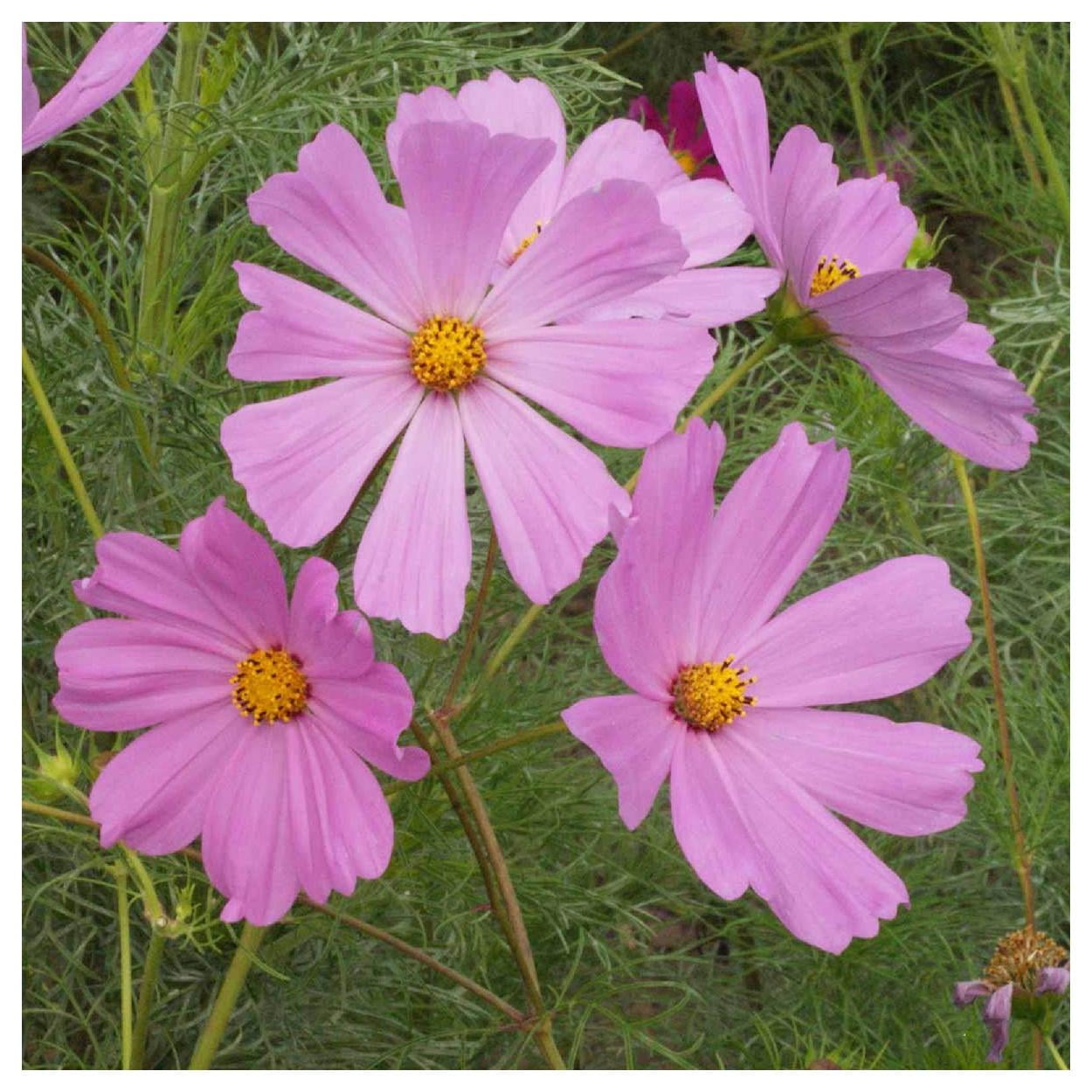 Everwilde Farms - 1 lb Pinkie Cosmos Garden Flower Seeds - Gold Vault Bulk Seed Packet