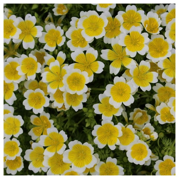 Everwilde Farms - 1 lb Poached Egg Plant Native Wildflower Seeds - Gold Vault Bulk Seed Packet