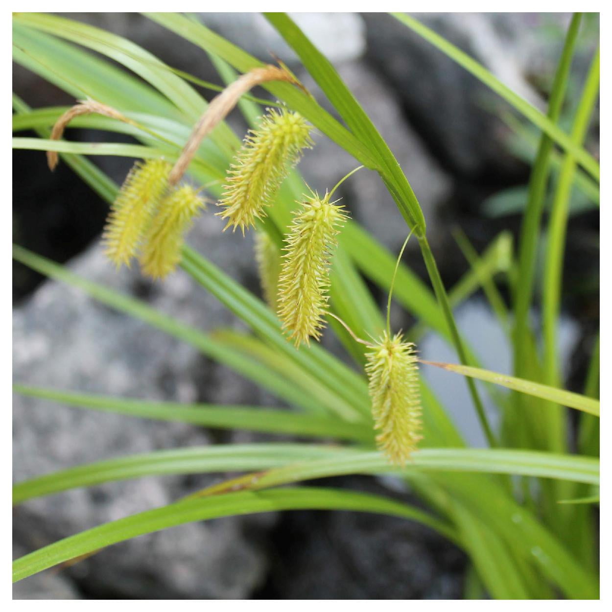 Everwilde Farms - 1 lb Porcupine Sedge Native Grass Seeds - Gold Vault Bulk Seed Packet