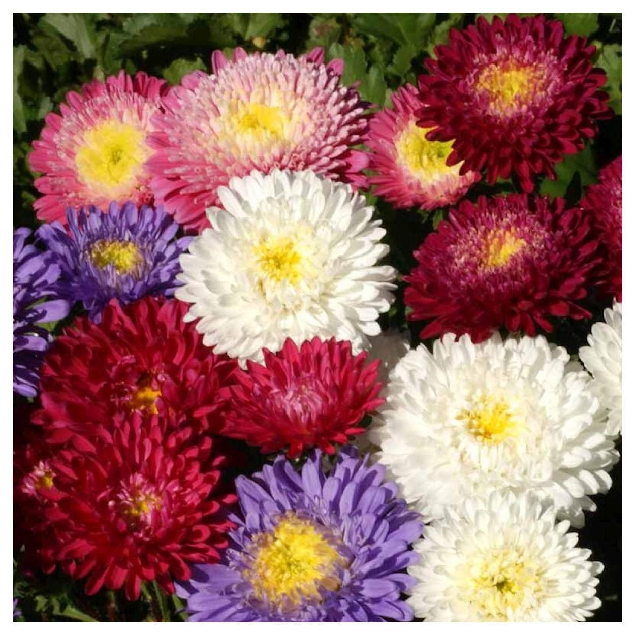 Everwilde Farms - 1 lb Powder Puff Mixed China Aster Garden Flower Seeds - Gold Vault Bulk Seed Packet