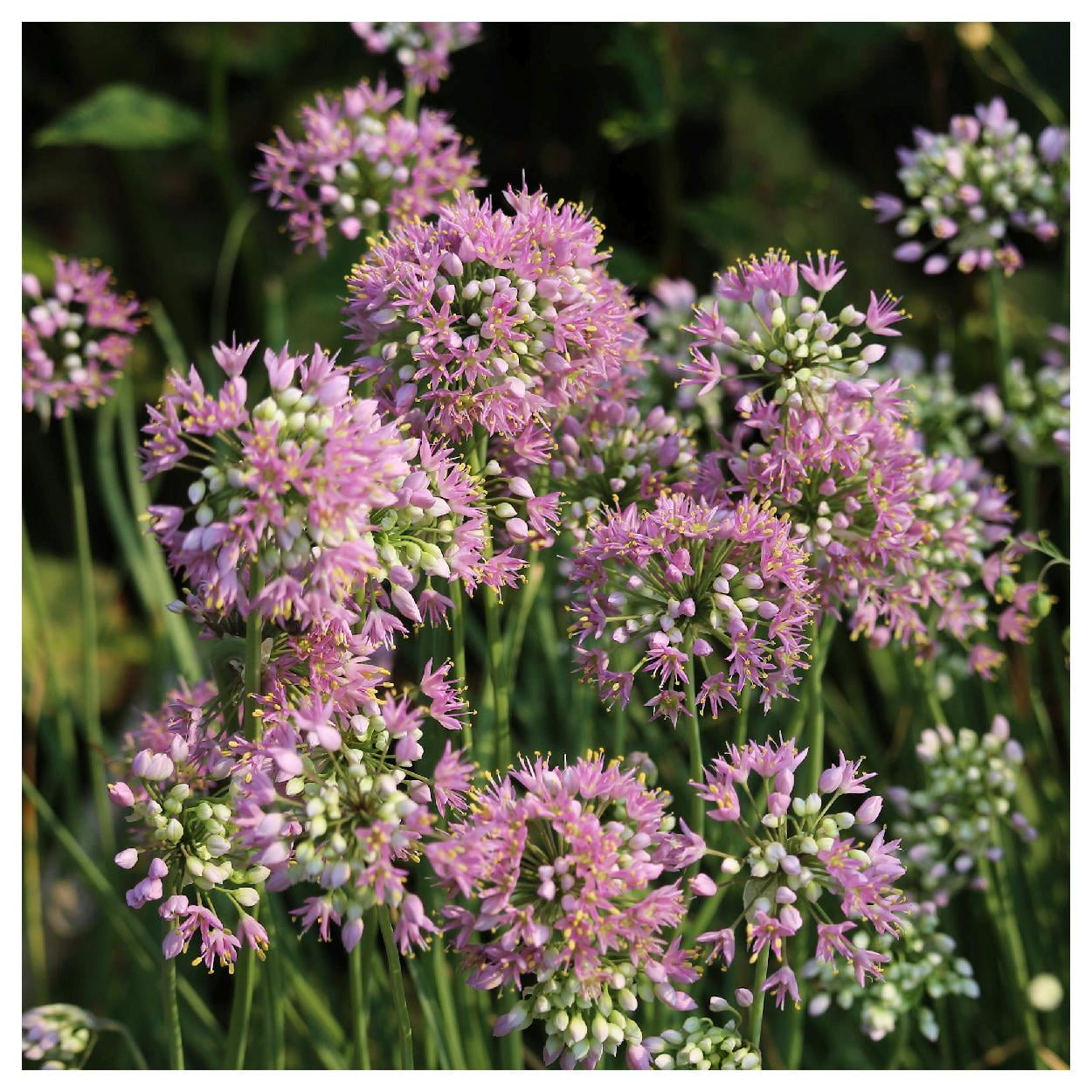 Everwilde Farms - 1 lb Prairie Onion Native Wildflower Seeds - Gold Vault Bulk Seed Packet