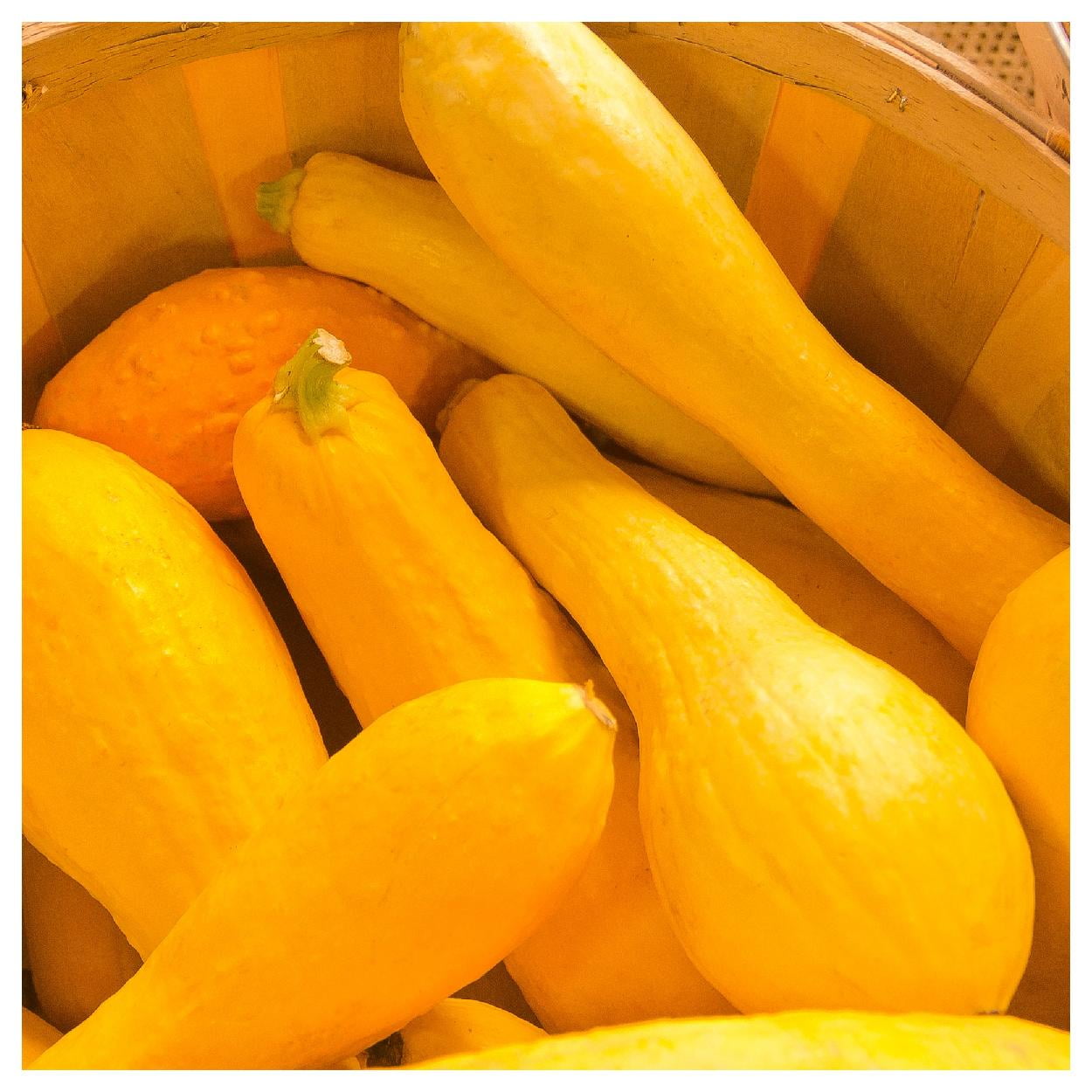 Everwilde Farms 1 lb Prolific Straightneck Summer Squash Seeds Gold