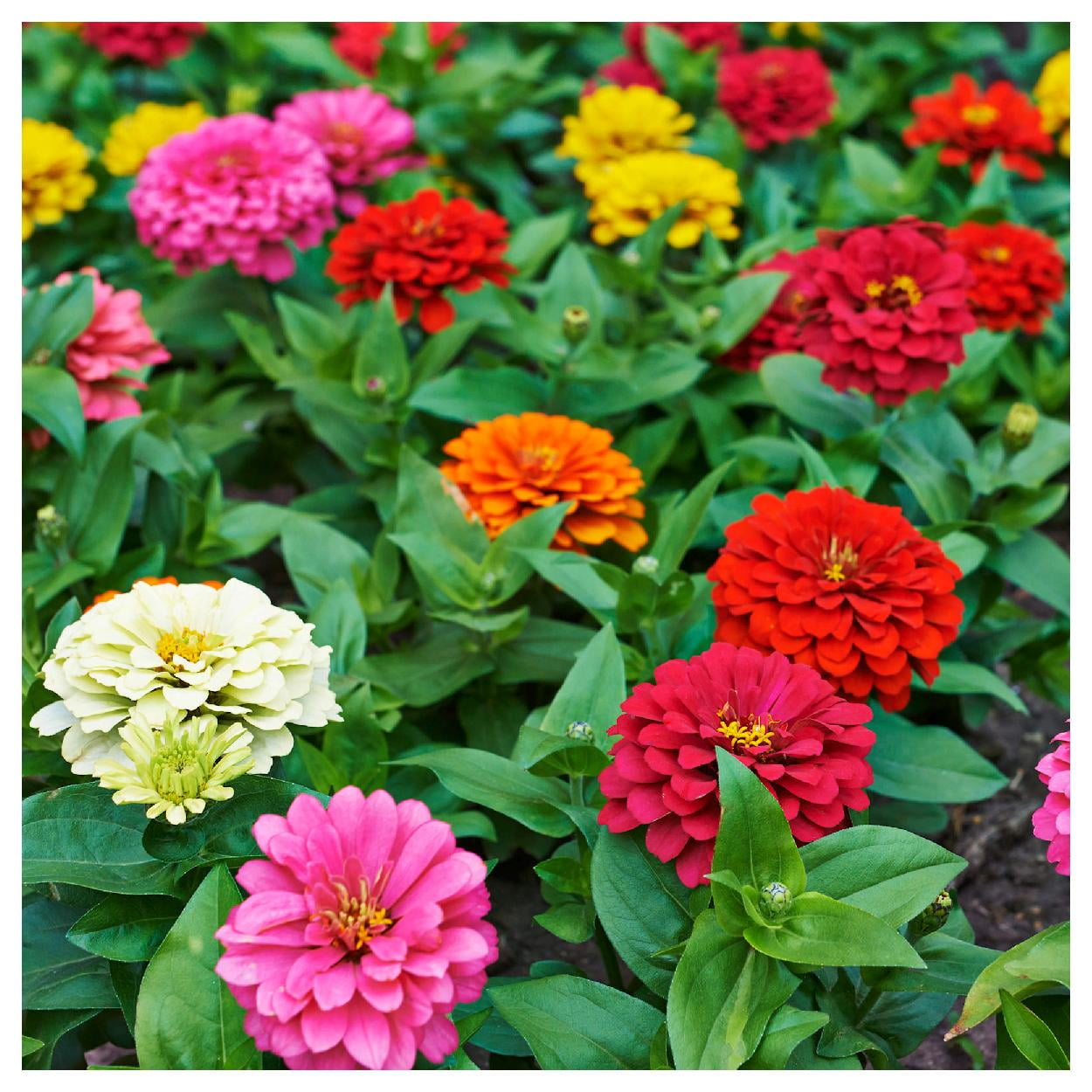 Everwilde Farms - 1 lb Pumila Mixed Zinnia Garden Flower Seeds - Gold Vault Bulk Seed Packet