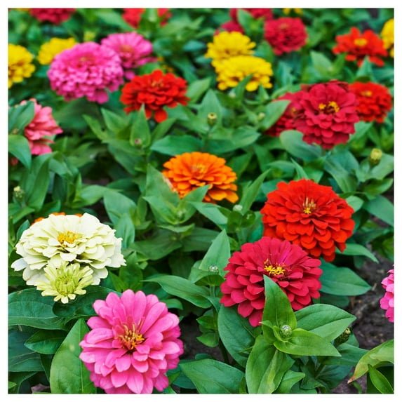 Everwilde Farms - 1 lb Pumila Mixed Zinnia Garden Flower Seeds - Gold Vault Bulk Seed Packet