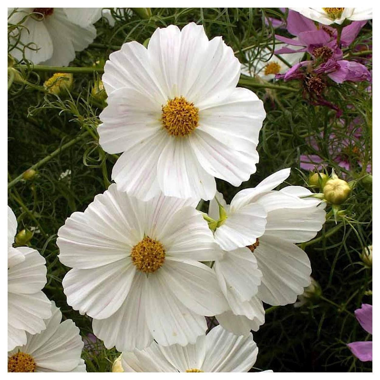 Everwilde Farms - 1 lb Purity Cosmos Garden Flower Seeds - Gold Vault Bulk Seed Packet