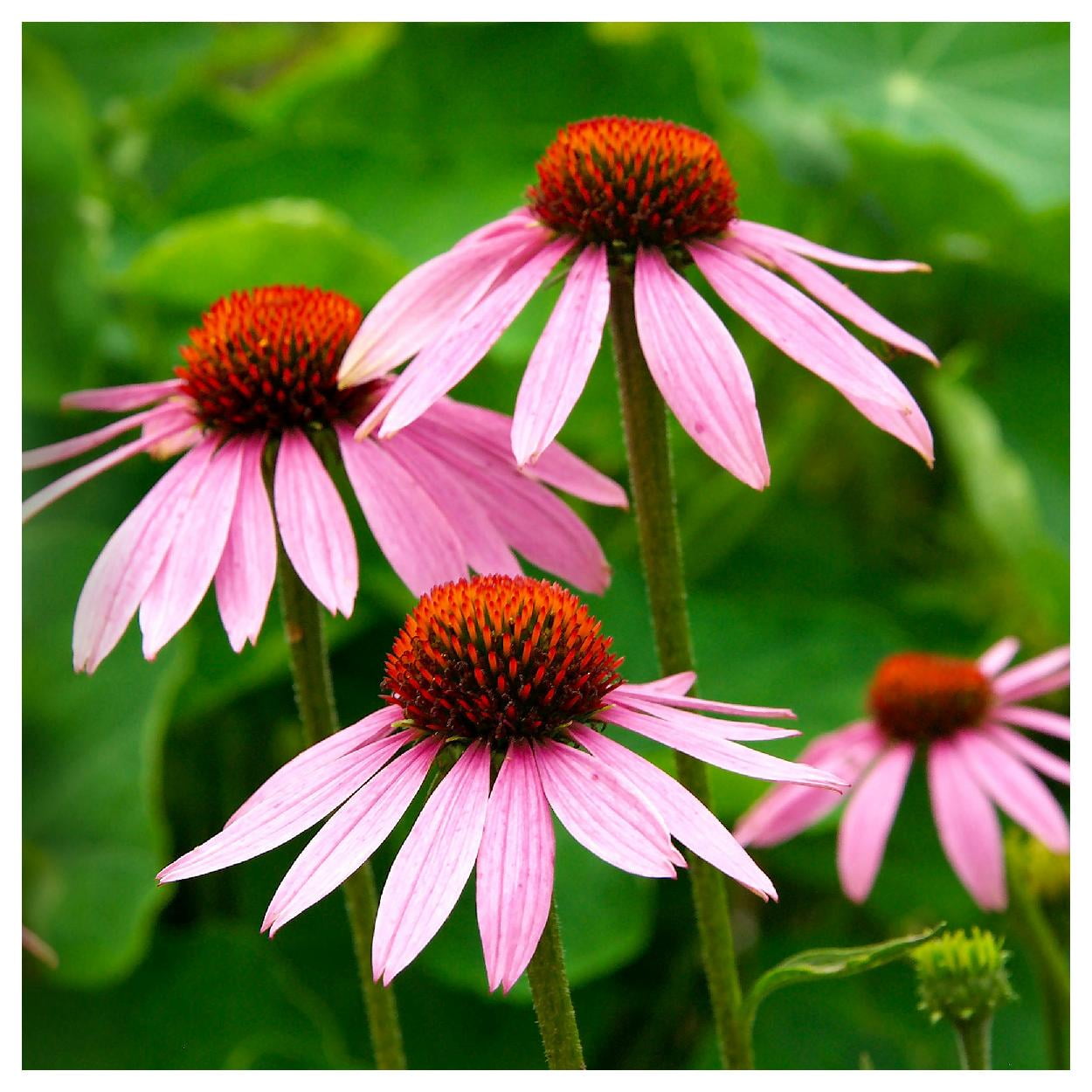 Everwilde Farms - 1 lb Purple Coneflower Native Wildflower Seeds - Gold Vault Bulk Seed Packet