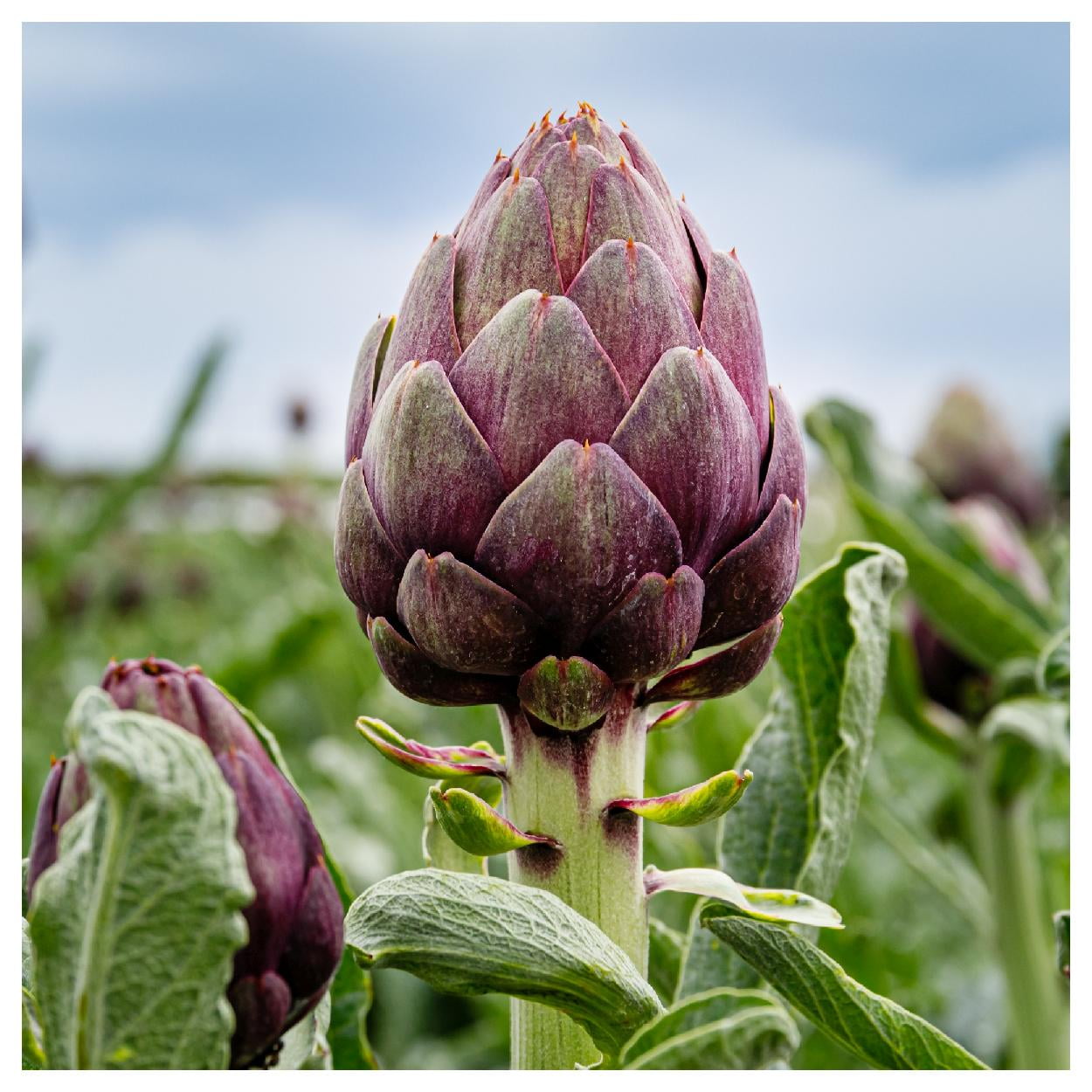 Everwilde Farms - 1 lb Purple Romagna Artichoke Seeds - Gold Vault Bulk Seed Packet