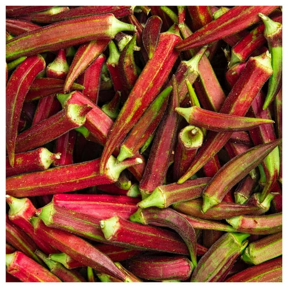 Everwilde Farms - 1 lb Red Burgundy Okra Seeds - Gold Vault Bulk Seed Packet