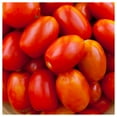 thumbnail image 1 of Everwilde Farms - 1 lb Rio Grande Heirloom Tomato Seeds - Gold Vault Bulk Seed Packet, 1 of 3